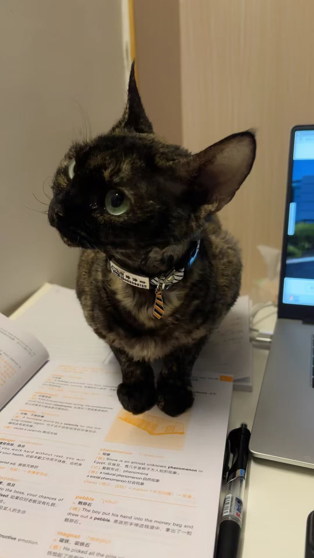 Morty's tortoiseshell cat sitting on an open book beside a laptop